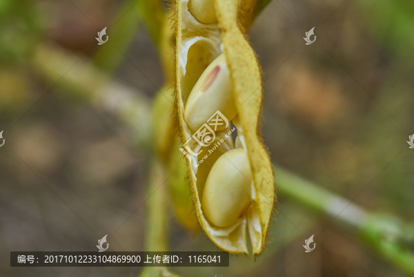 高清大豆