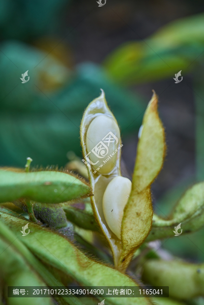 高清大豆,黃豆特寫