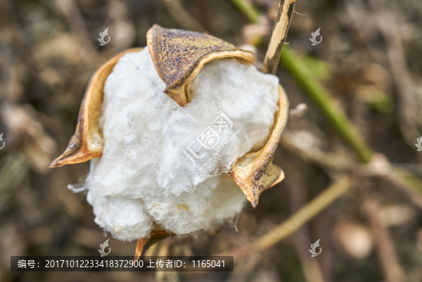 棉花特寫(xiě)