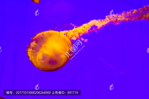 夢幻水母,海蕁麻