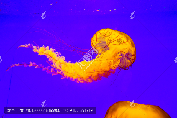 發(fā)光水母,夢幻水母