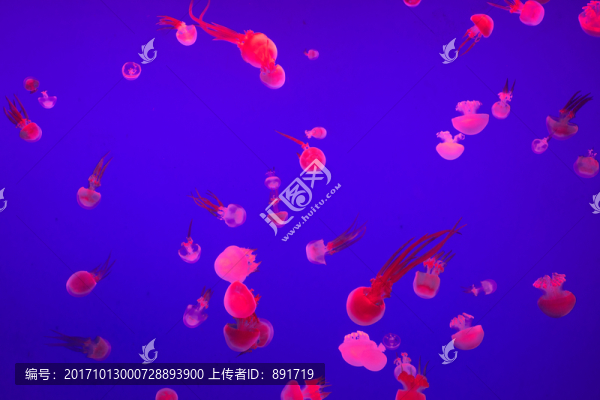 水母