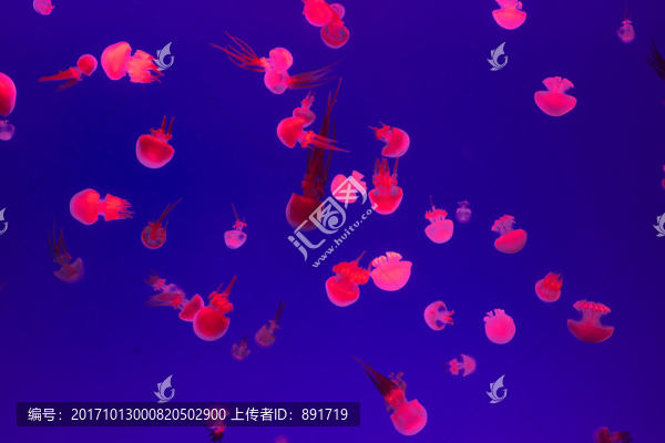 水母,發(fā)光水母