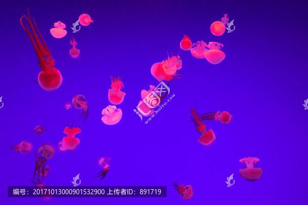 水母