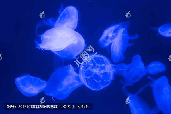 發(fā)光水母,夢幻水母