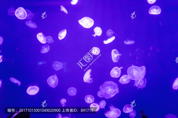 發(fā)光水母,夢(mèng)幻水母