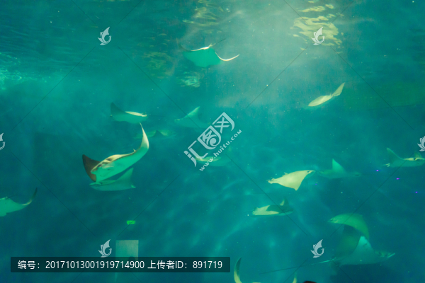 海底世界,魔鬼魚