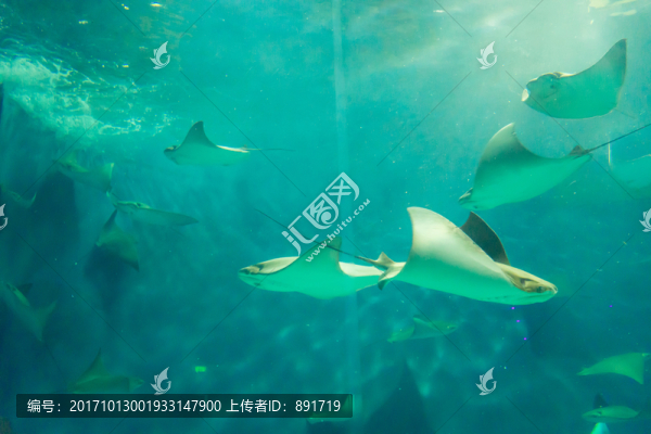 海底世界,魔鬼魚