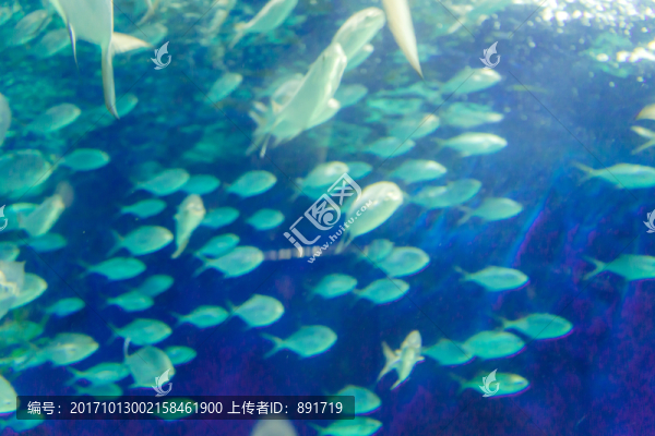 海底世界,魚(yú)群