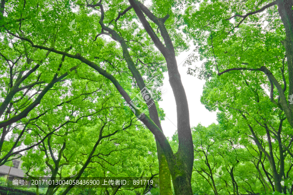 綠樹林圖片,樹林,綠樹林,綠林