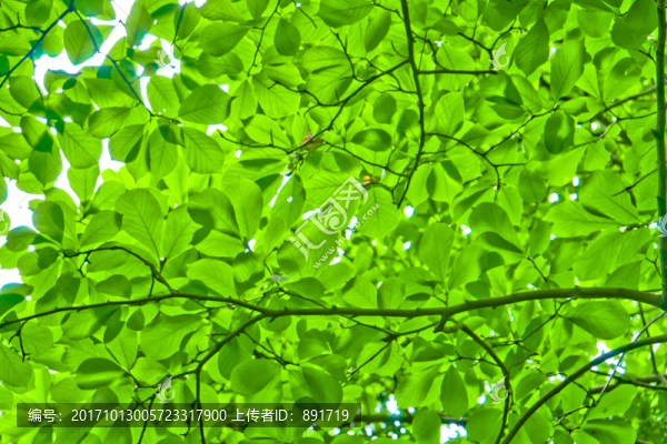 樹林,樹木,樹,綠樹,綠樹林