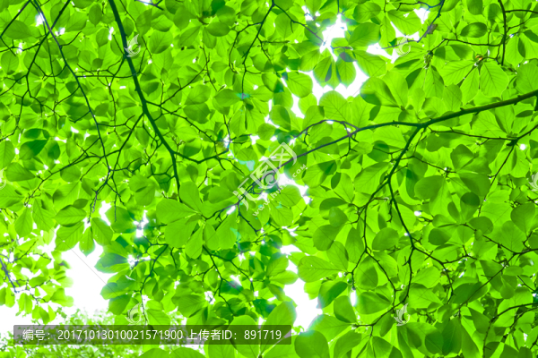 參天大樹,陽光樹林