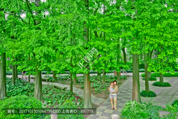 枝葉,大樹,陽(yáng)光樹林
