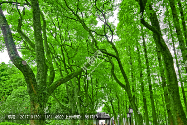 綠葉,樹(shù)枝,枝葉,綠樹(shù)葉,樹(shù)葉