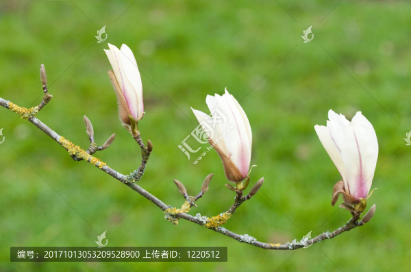 開(kāi)花