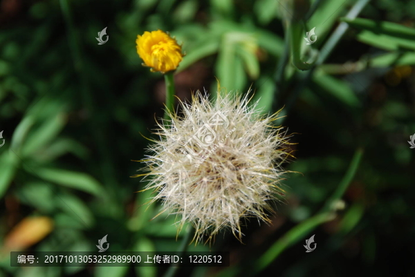 花卉