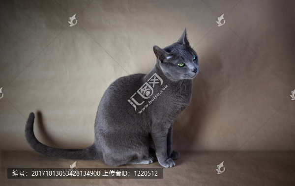 俄羅斯藍(lán)貓品種圖