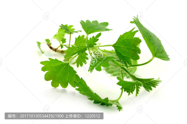 蕁麻