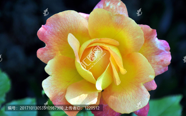 花園