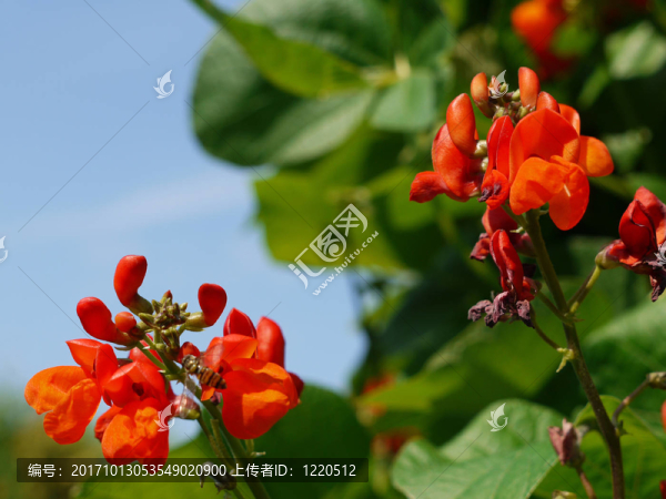 菜豆。紅花菜豆。