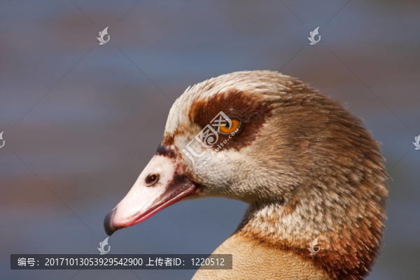 nilgans