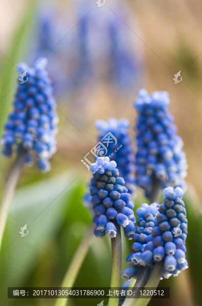 藍(lán)色的花