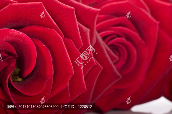 花卉