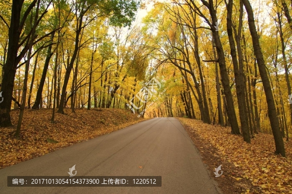 樹的國(guó)家