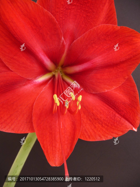 朱頂紅