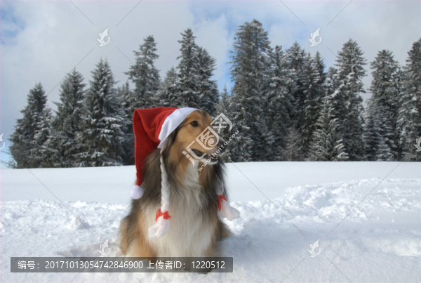 圣誕狗