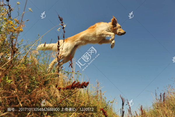 游戲