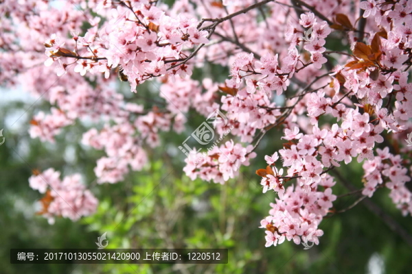 葉