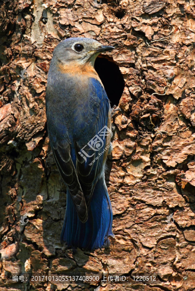 藍(lán)鳥