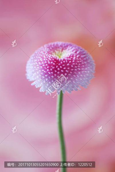 雛菊粉色