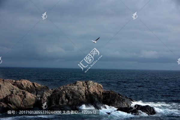 海鷗在海上