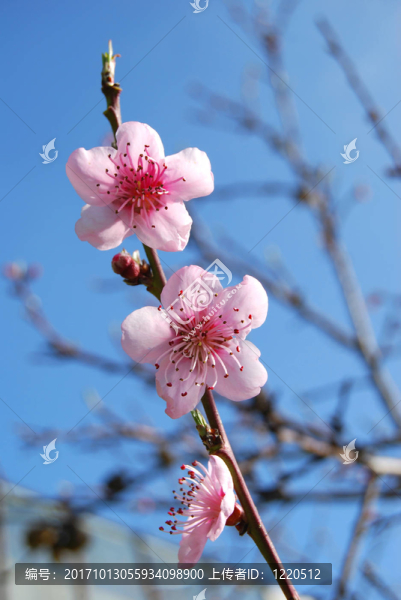 開花