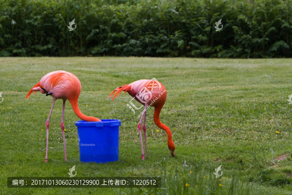 水桶