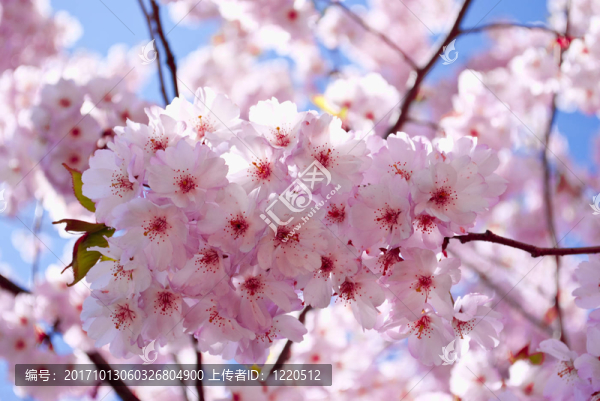 櫻花