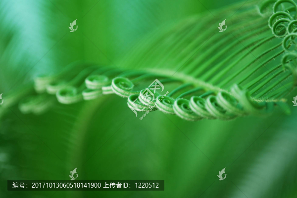 葉