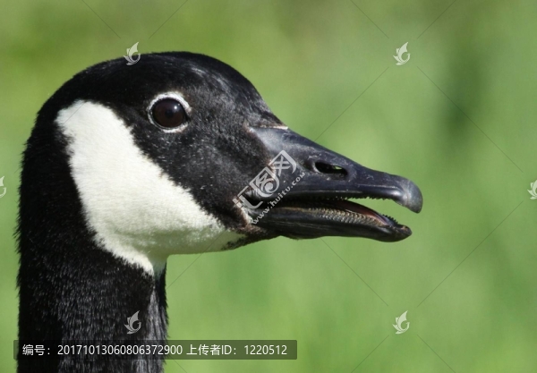 鵝的肖像
