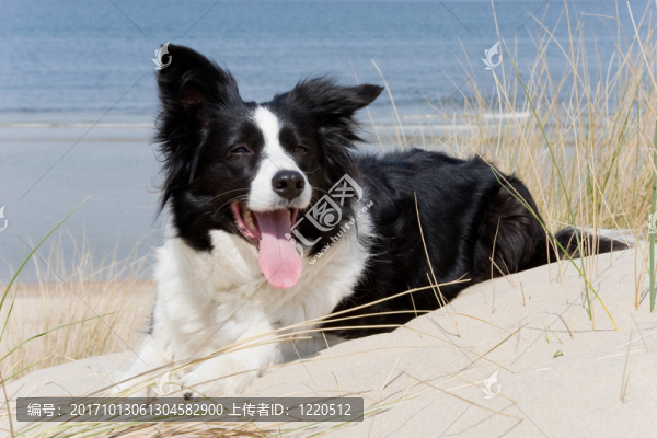 邊境牧羊犬
