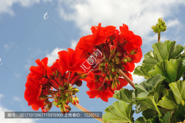 開花