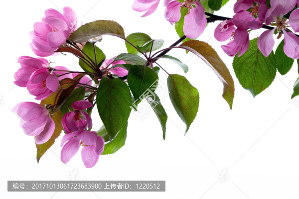 櫻花粉紅üTE