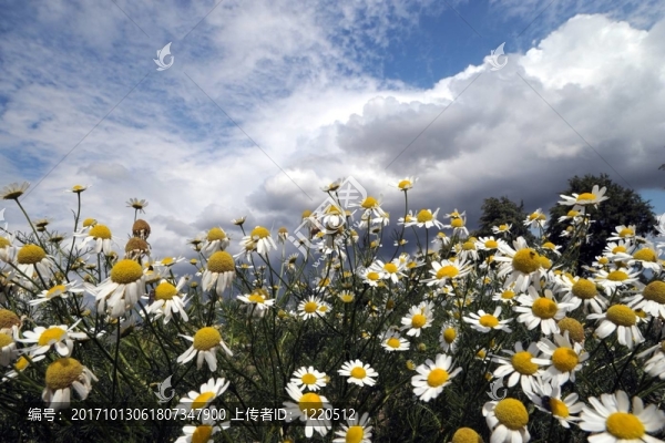 花卉