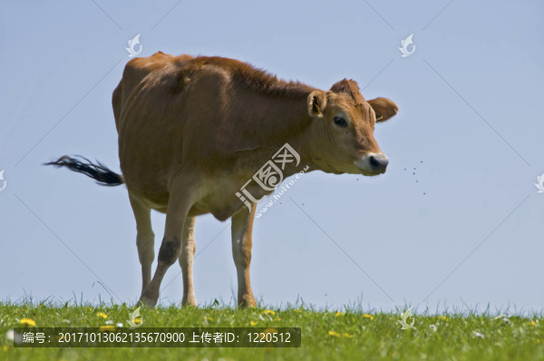 奶牛