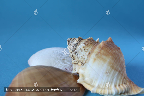 軟體動物