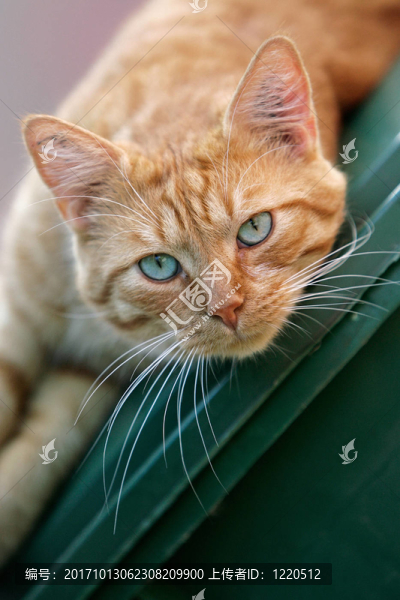 動物肖像
