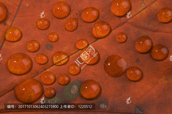葉