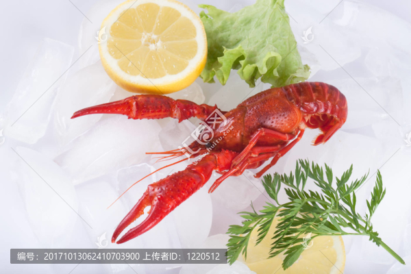紅螯蝦冰上