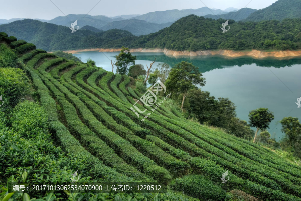 茶葉繁茂的自然景觀河的田園風(fēng)光